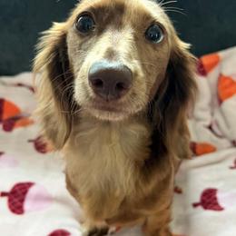 Fern - Dachshund