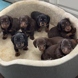 Dachshund Puppies from Johnson’s Weiner Farm