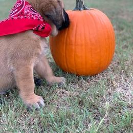 Mastiff Puppies from Red River Mastiff