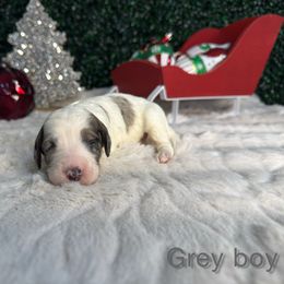 Grey boy - Merle male Bernedoodle puppy in Modesto, California from Two Doods Doodles