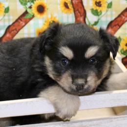 Black Tri 2 - Black tri female Miniature Australian Shepherd puppy in Ronan, Montana from Dirt Road Aussie’s of Montana
