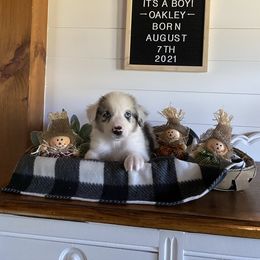 Australian Shepherd Puppies from Ozark Mountain Aussies