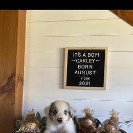 Australian Shepherd Puppies from Ozark Mountain Aussies