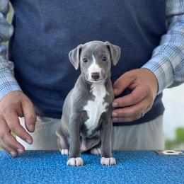 Boy 1 - Blue male Italian Greyhound puppy in Sugar Valley, Georgia from Pinnacle Farm and Kennel