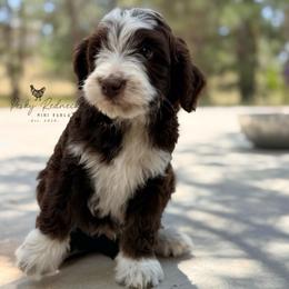 Kubota - Brown and white male Aussiedoodle puppy in Colorado Springs, Colorado from Pesky Redneck Mini Ranch
