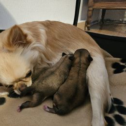 Chihuahua Puppies from Little Amigos