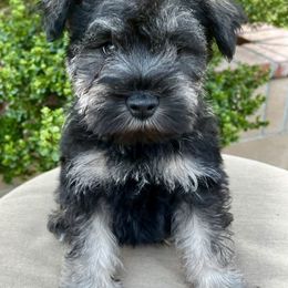 Giant Schnauzer and Miniature Schnauzer Puppies from My Angel Schnauzers