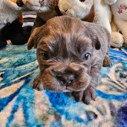 Jesse (FLUFFY) - Blue fawn female French Bulldog puppy in Bend, Oregon from High Lakes Frenchies