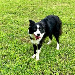 Lilly - Border Collie