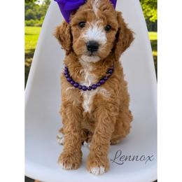 Lennox - Red  female Goldendoodle puppy in State Road, North Carolina from Must Love Doodles