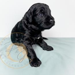 Audrey (pink collar) - Black female Goldendoodle puppy in Murrieta, California from Apricot Poodles & Goldendoodles, LLC