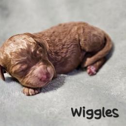 Wiggles - Apricot female Goldendoodle puppy in Harris County, Texas from Cute & Curly Doodles