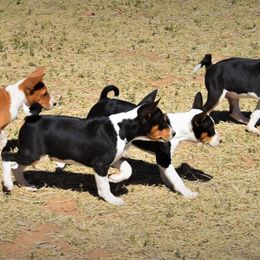 Basenji Puppies from Wild West Basenjis
