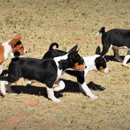 Basenji Puppies from Wild West Basenjis