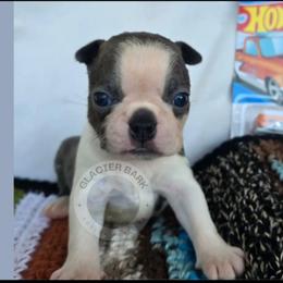 Chevy - Blue male Boston Terrier puppy in Columbia Falls, Montana from Glacier Bark Boston Terriers