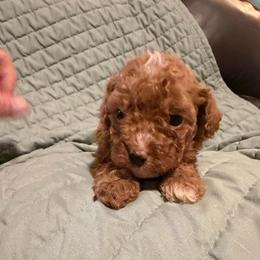 Green Boy - Red male Cavapoo puppy in Wesson, Mississippi from Southern Country Doodles