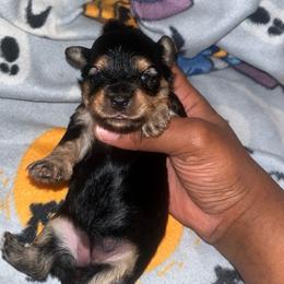 Mary Ann 2500 - Black and tan female Yorkshire Terrier puppy in Gastonia, North Carolina from Banks Dynasty Kennel