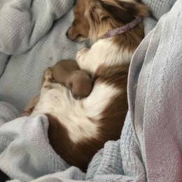 Dachshund Puppies from Alpine Meadow Dachshunds
