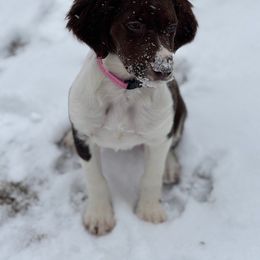 Boykin Spaniel and Brittany Puppies from Brier Ridge Kennels & Outfitters