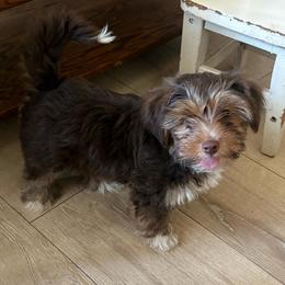 Tippers - Chocolate, tan and white male Yorkshire Terrier puppy in Black Canyon City, Arizona from Sweet Hart Yorkies