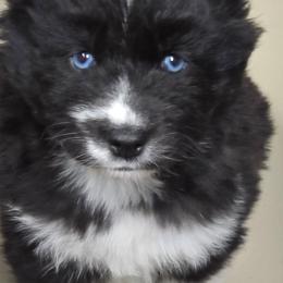 Kisses - Black and white female Siberian Husky puppy in East Tawas, Michigan from BurnsBerg's Woolies
