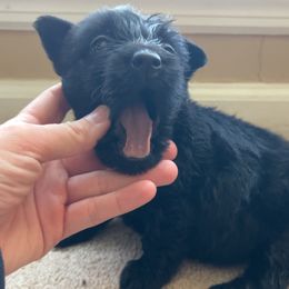 Scottish Terrier Puppies from Oodles of Cuties!