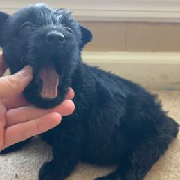 Scottish Terrier Puppies from Oodles of Cuties!
