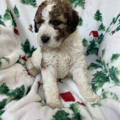 SETH - Merle male Saint Berdoodle puppy in San Antonio, Texas from Mammoth Doodles