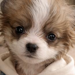 Boy black - White and black male Pembroke Welsh Corgi puppy in Brookhaven, Mississippi from Beemer Corgis