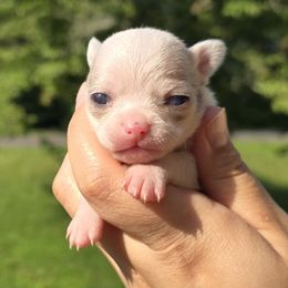 Merle - Merle female Chihuahua puppy in Vineland, New Jersey from Royal Companion's