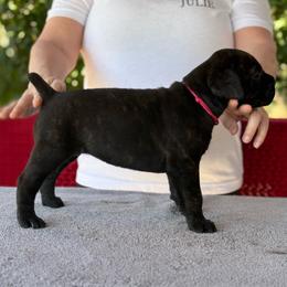 Hot Pink Collar N - Black female Cane Corso puppy in Paris, Texas from Knucklehead Cane Corso