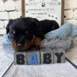 Coal - Black and mahogany male Rottweiler puppy in Crivitz, Wisconsin from Khaotic Rottweilers