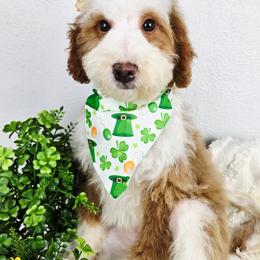 Maple - female Australian Mountain Doodle puppy in Grand Rapids, Michigan from The Kindred K9