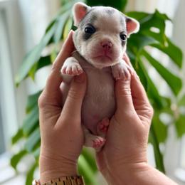 Green boy - Blue male French Bulldog puppy in Jefferson City, Missouri from Central Frenchie Haven