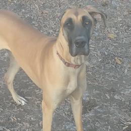 Freya - Great Dane