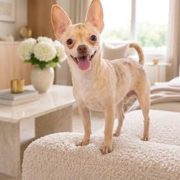 Baby Boy - Chihuahua