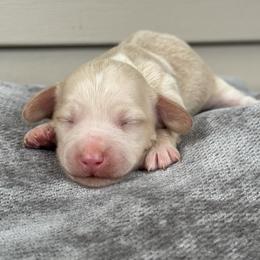 Creamy darlin - Cream female Dachshund puppy in Mooresboro, North Carolina from Walker Family Pups