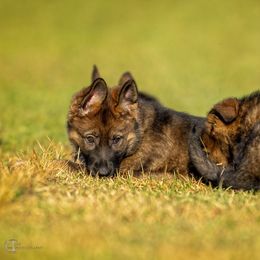 German Shepherd Puppies from Sommerfeld German Shepherds