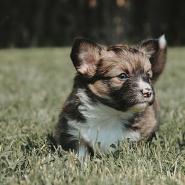 American Corgi and Pembroke Welsh Corgi Puppies from Witch Creek Corgis