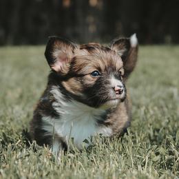 American Corgi and Pembroke Welsh Corgi Puppies from Witch Creek Corgis