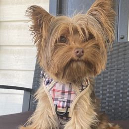 Boy 1 - Yorkshire Terrier puppy in Fort Meade, Maryland from La’s Sweet Babies