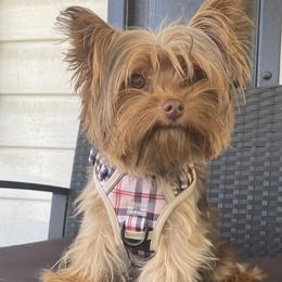 Boy 1 - Yorkshire Terrier puppy in Fort Meade, Maryland from La’s Sweet Babies