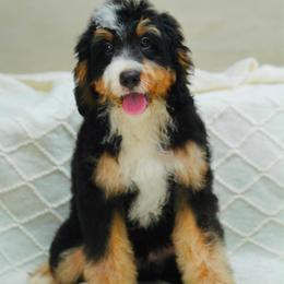 Rouge (socialization program student) - Tri-color male Bernedoodle puppy in Dundee, Ohio from Down Home Doodle