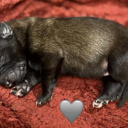 Grey - Fawn sable male Belgian Malinois puppy in Boise, Idaho from Wings of Freedom Retrievers and Malinois