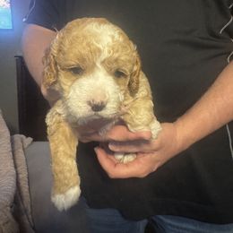 Rose - Red and white Cockapoo puppy in Fort Gibson, Oklahoma from Purser Puppy Patch