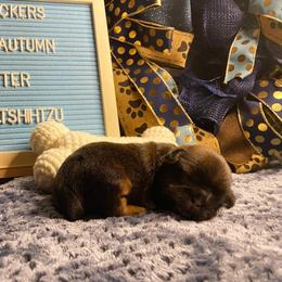 Shih Tzu Puppies from Crown & Tress Shih Tzu