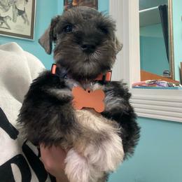 Pepper - Black and silver female Miniature Schnauzer puppy in Lehigh Acres, Florida from Regency Schnauzer