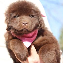 Bunny (Drk Pink collar) - Brown female Newfoundland puppy in Kimball Twp, Michigan from Pine River Newfoundlands