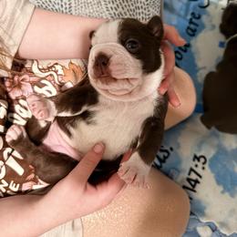 Penny - Red female Boston Terrier puppy in Kentucky from Graceful Paws