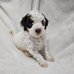 Mossy - Phantom male Poodle puppy in Puyallup, Washington from Pure Parti Poodles